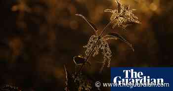 The British Ecological Society photography competition – in pictures