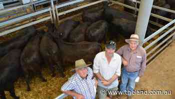 Wodonga PTIC heifers to $3260