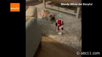 WATCH: North Carolina pug goes wild for Christmas Snoopy toy