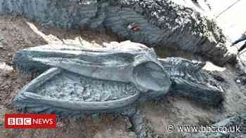 Thailand: Rare whale skeleton discovered