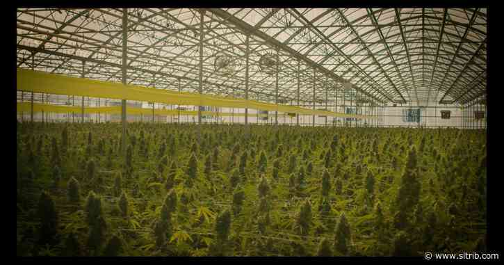 Utah’s cannabis cultivators look to move forward after state audit gave program a ‘black eye’