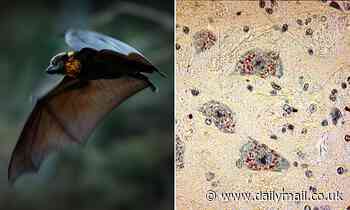 Australians warned to stay clear of bats due Lyssavirus