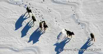 Why is Minnesota the only mainland state with an abundance of wolves?
