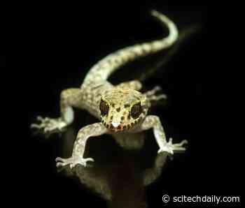 See the Incredible Winning Images of the British Ecological Society Photography Competition