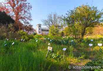 World’s Largest Inventory of Known Plant Species Compiled by German Researchers