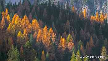 Trees are losing their leaves earlier because of climate change