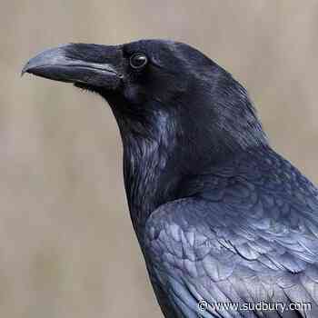 Stolen raven: Montreal zoo urging whoever took 'Kola' to return him