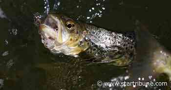 Trout drops from the air restock fish populations in remote Minnesota lakes