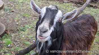 Vancouver Island animal sanctuary earns international accreditation - CTV Edmonton