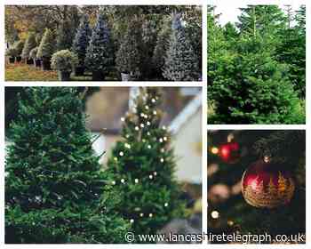 Three places to buy a real Christmas tree in East Lancashire