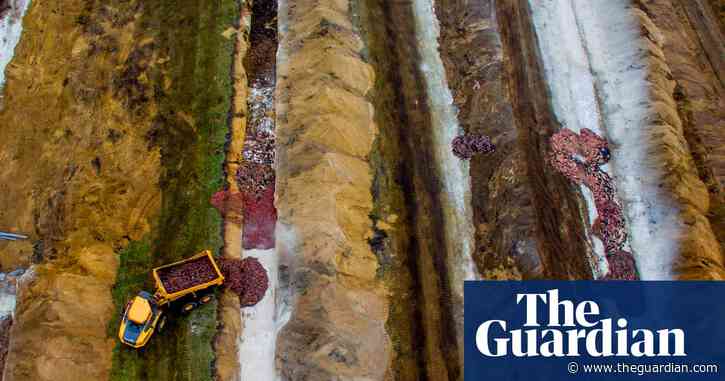 Denmark could dig up and cremate mink killed in Covid cull