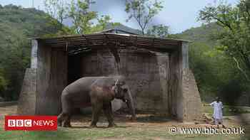 Kaavan, the world's loneliest elephant, is finally going free