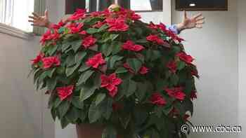 'Crappy half-dead' poinsettia from grocery store just won't stop growing