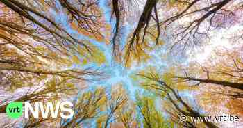 400 extra bomen in Lebbeke via groepsaankoop: “80 gezinnen planten ze in de tuin” - VRT NWS