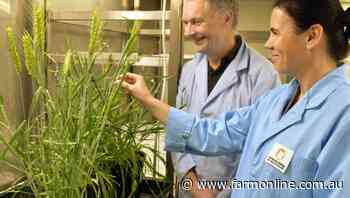 Study to boost global wheat crop breeding