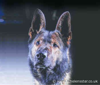 Merseyside Police dogs calendar aiming to be howling success - St Helens Star