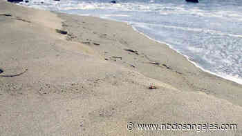 Contaminated Beaches Closed for the Tijuana Slough Shoreline - NBC Southern California
