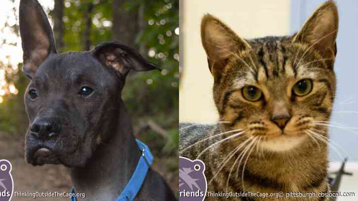 Furry Tails: Goober, Stretch Armstrong, Ace & Bugs Are Waiting For Forever Homes