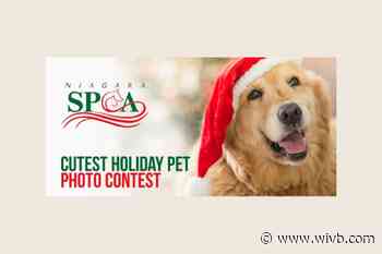 Niagara County SPCA hosts 'Cutest Holiday Pet Photo Contest,' chance to win prizes