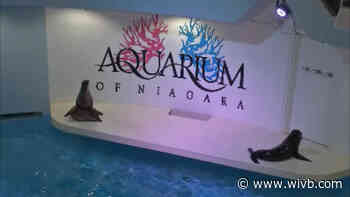 Carjacker causes power outage at Aquarium of Niagara