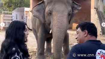 Cher sings to 'the world's loneliest elephant'