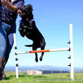 Paw-some doggy day care centre set to open in 2021