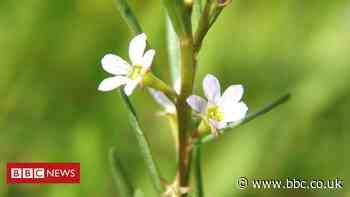 Surprise discovery of rare plant at Norfolk 'ghost pond'