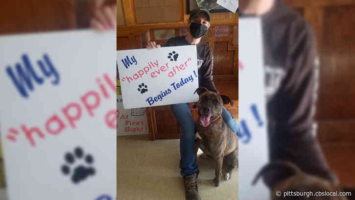 3-Year-Old Pit Bull Terrier Finds New Home, Adopted After Spending 824 Days At Oh. Shelter