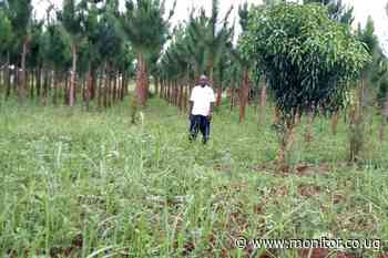 Teacher thriving as an entrepreneur - Daily Monitor