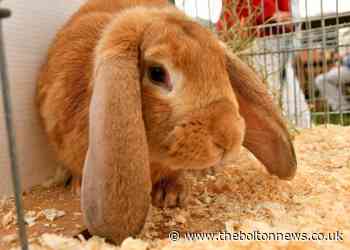 PDSA Q&A: Advice for every kind of pet