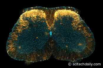 Japanese Researchers Reveal New Mechanism of Pain Control