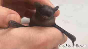 Global Task Force to Investigate Origins of COVID-19 Pandemic to “Ensure History Does Not Repeat”