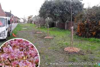 Biodiversity boost for Merton this National Tree Week