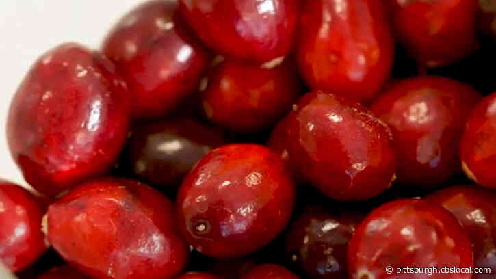 STEM Fest Interactive: Cranberry Experiments