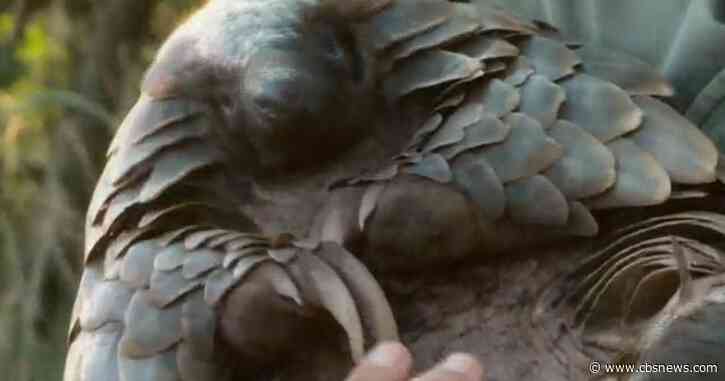 Endangered pangolins poached for their scales could hold answers to help cure coronavirus in humans