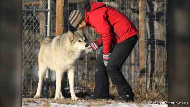 'My heartdog': Misunderstood wolfdogs get permanent home at sanctuary near Calgary