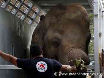 ‘World’s loneliest elephant’ Kaavan arrives at new sanctuary