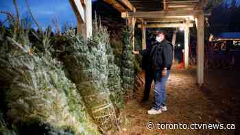Pandemic might bring about natural Christmas tree shortage in Ontario this year