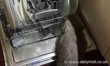 Hilarious moment WOMBAT tries to help family load their dishwasher