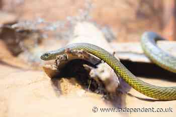 Elderly Tasmanian farmer killed by tiger snake