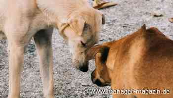 Joint Ventures in Krisenzeiten