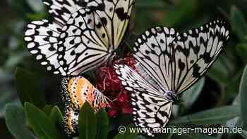 Zusammenarbeit: Das Geheimnis guter Teamarbeit