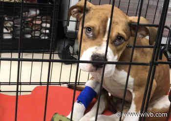 Niagara County SPCA looking to help six-month-old puppy