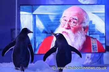 Penguins watch Christmas films to prepare for visitors returning after lockdown
