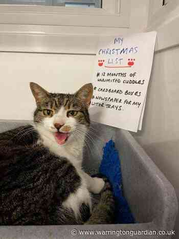 Old newspapers sought by Cats Protection Warrington charity