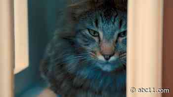 Oakland-based 'Cat Town' is a cat-sized city for rescue pets