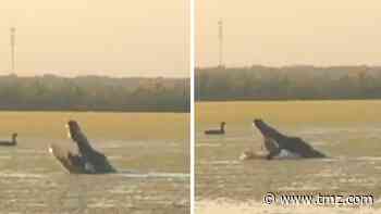 Huge Alligator Eats Duck on Florida Lake, Hunters Lose Out