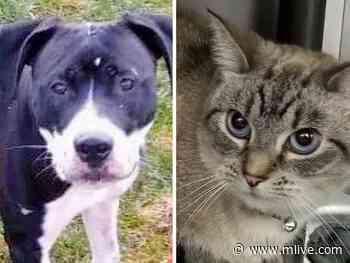 Pets of the week: Bruno and Simone are looking for loving homes - MLive.com