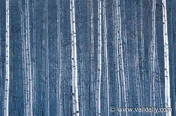 Alpine Arts Center's Holiday Market returns with safe shopping protocols - Vail Daily News