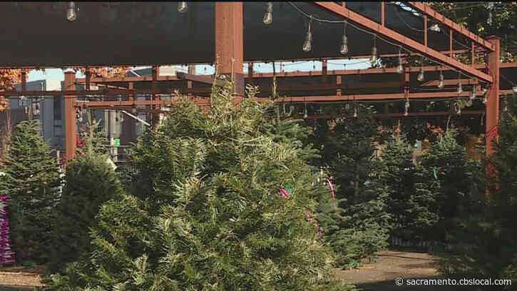 Christmas Craze: Trees In Short Supply Around Greater-Sacramento Region